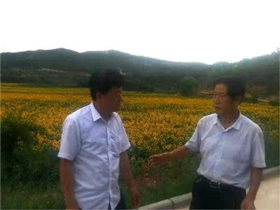 公司領(lǐng)導(dǎo)在壺關(guān)西堡油葵種植園進行考察調(diào)研